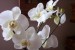 bílá orchidej